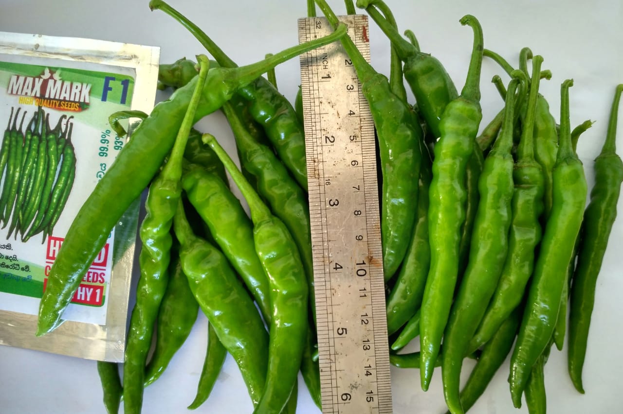 Seeds with Ruler